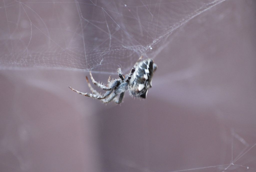 Cyrtophora citricola - Roma (RM)